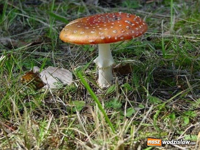 Zdjęcie w galerii na portalu naszwodzislaw.com: Spokojne letnie dni w lesie pełne życia wiadomości z regionu