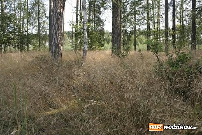 Zdjęcie w galerii na portalu naszwodzislaw.com: Spokojne letnie dni w lesie pełne życia wiadomości z regionu