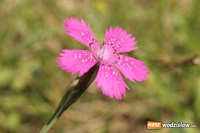 Zdjęcie w galerii na portalu naszwodzislaw.com: Spokojne letnie dni w lesie pełne życia wiadomości z regionu