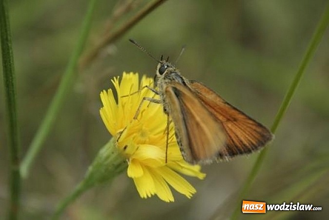 Zdjęcie w galerii na portalu naszwodzislaw.com: Spokojne letnie dni w lesie pełne życia wiadomości z regionu