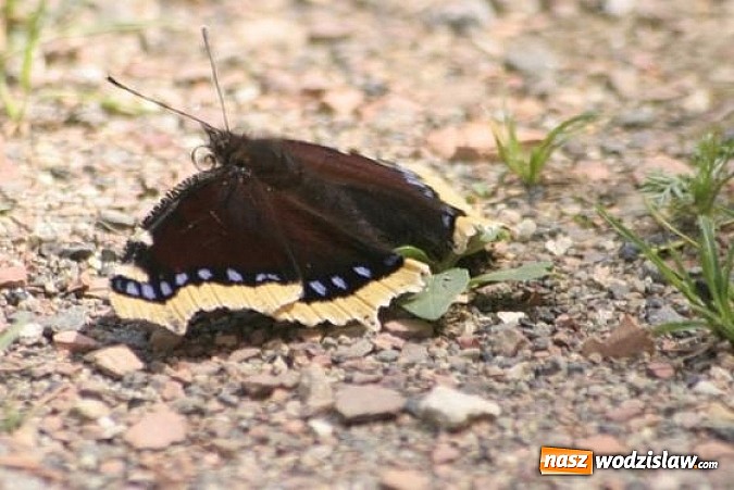 Zdjęcie w galerii na portalu naszwodzislaw.com: Spokojne letnie dni w lesie pełne życia wiadomości z regionu