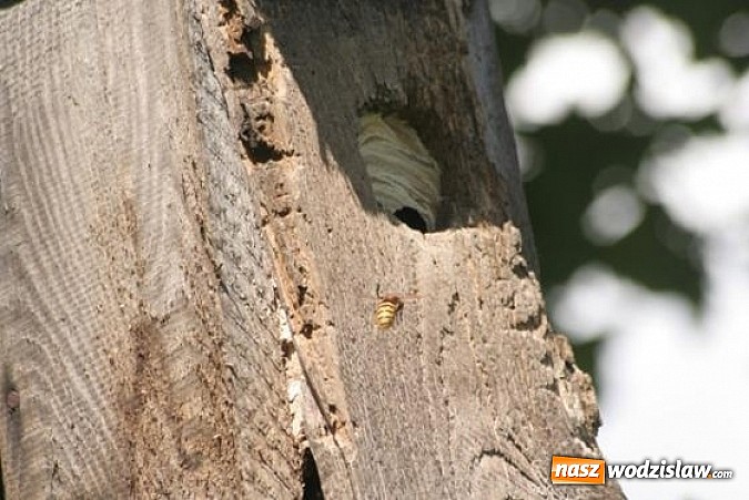Zdjęcie w galerii na portalu naszwodzislaw.com: Spokojne letnie dni w lesie pełne życia wiadomości z regionu