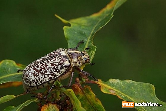 Zdjęcie w galerii na portalu naszwodzislaw.com: Spokojne letnie dni w lesie pełne życia wiadomości z regionu
