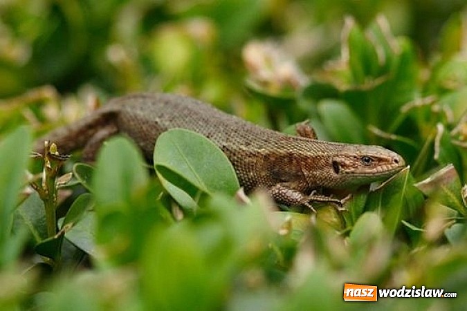 Zdjęcie w galerii na portalu naszwodzislaw.com: Spokojne letnie dni w lesie pełne życia wiadomości z regionu