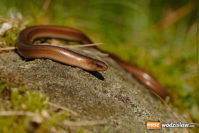 Zdjęcie w galerii na portalu naszwodzislaw.com: Spokojne letnie dni w lesie pełne życia wiadomości z regionu