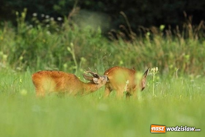 Zdjęcie w galerii na portalu naszwodzislaw.com: Spokojne letnie dni w lesie pełne życia wiadomości z regionu