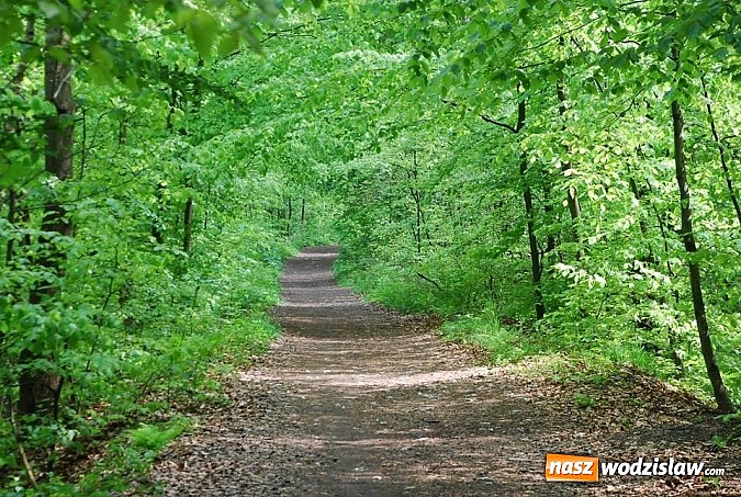 Zdjęcie w galerii na portalu naszwodzislaw.com: Zakończono znakowanie tras rowerowych w Wodzisławiu  wiadomości z regionu