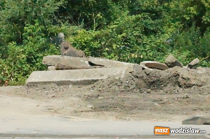 Zdjęcie w galerii na portalu naszwodzislaw.com: Zakończono poszukiwania urządzenia zawierającego promieniotwórczy Iryd wiadomości z regionu