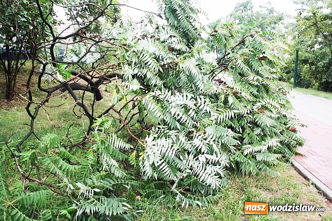 Zdjęcie w galerii na portalu naszwodzislaw.com: Nawałnica zerwała dach jednej z rydułtowskich kamienic! wiadomości z regionu