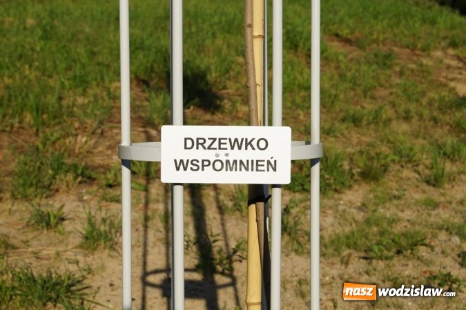 Zdjęcie w galerii na portalu naszwodzislaw.com: Przy drzewkach znajdujących się na Alei Wodzisławskich Dzieciaków umieszczono tabliczki z nazwami    wiadomości z regionu