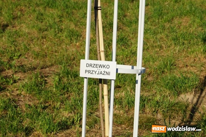 Zdjęcie w galerii na portalu naszwodzislaw.com: Przy drzewkach znajdujących się na Alei Wodzisławskich Dzieciaków umieszczono tabliczki z nazwami    wiadomości z regionu