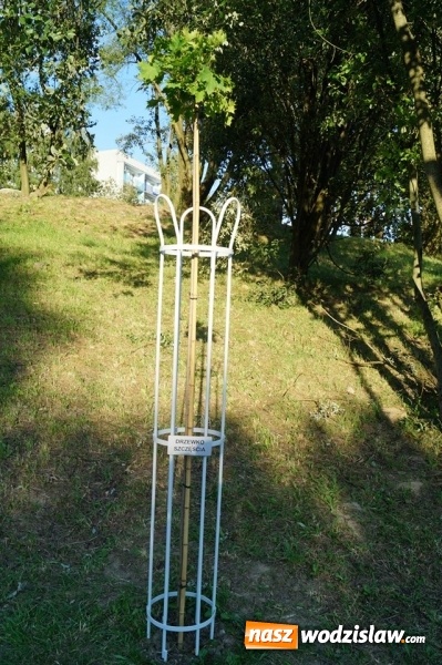 Zdjęcie w galerii na portalu naszwodzislaw.com: Przy drzewkach znajdujących się na Alei Wodzisławskich Dzieciaków umieszczono tabliczki z nazwami    wiadomości z regionu