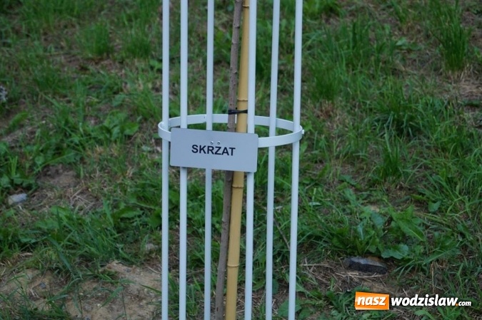 Zdjęcie w galerii na portalu naszwodzislaw.com: Przy drzewkach znajdujących się na Alei Wodzisławskich Dzieciaków umieszczono tabliczki z nazwami    wiadomości z regionu