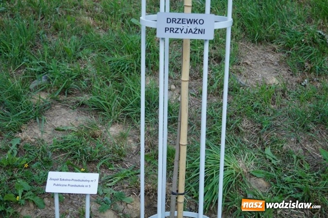 Zdjęcie w galerii na portalu naszwodzislaw.com: Przy drzewkach znajdujących się na Alei Wodzisławskich Dzieciaków umieszczono tabliczki z nazwami    wiadomości z regionu