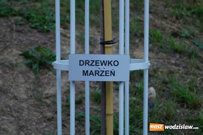 Zdjęcie w galerii na portalu naszwodzislaw.com: Przy drzewkach znajdujących się na Alei Wodzisławskich Dzieciaków umieszczono tabliczki z nazwami    wiadomości z regionu