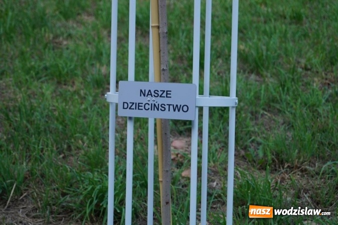 Zdjęcie w galerii na portalu naszwodzislaw.com: Przy drzewkach znajdujących się na Alei Wodzisławskich Dzieciaków umieszczono tabliczki z nazwami    wiadomości z regionu