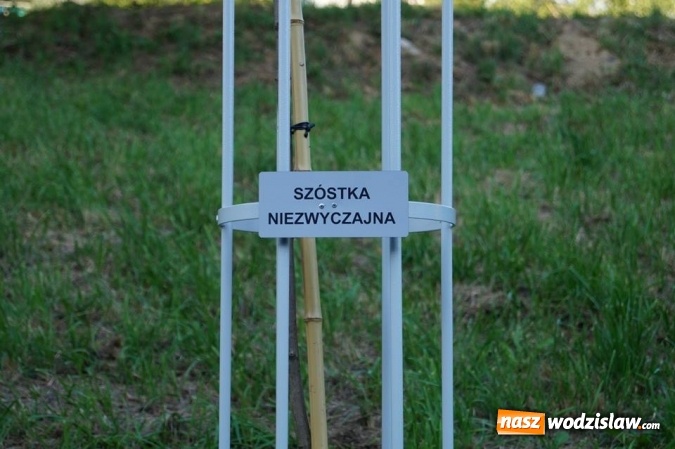 Zdjęcie w galerii na portalu naszwodzislaw.com: Przy drzewkach znajdujących się na Alei Wodzisławskich Dzieciaków umieszczono tabliczki z nazwami    wiadomości z regionu