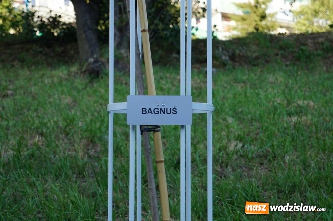 Zdjęcie w galerii na portalu naszwodzislaw.com: Przy drzewkach znajdujących się na Alei Wodzisławskich Dzieciaków umieszczono tabliczki z nazwami    wiadomości z regionu