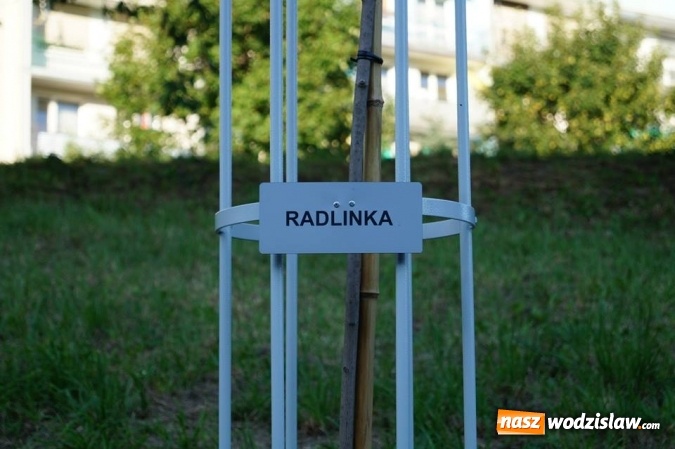 Zdjęcie w galerii na portalu naszwodzislaw.com: Przy drzewkach znajdujących się na Alei Wodzisławskich Dzieciaków umieszczono tabliczki z nazwami    wiadomości z regionu