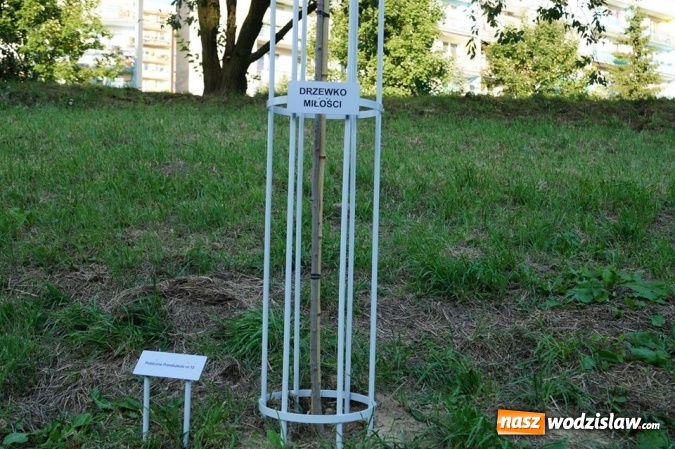 Zdjęcie w galerii na portalu naszwodzislaw.com: Przy drzewkach znajdujących się na Alei Wodzisławskich Dzieciaków umieszczono tabliczki z nazwami    wiadomości z regionu