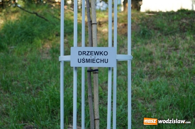 Zdjęcie w galerii na portalu naszwodzislaw.com: Przy drzewkach znajdujących się na Alei Wodzisławskich Dzieciaków umieszczono tabliczki z nazwami    wiadomości z regionu