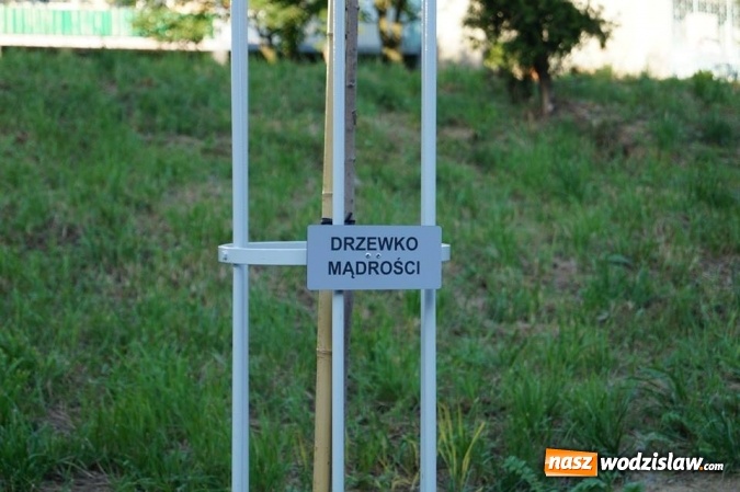 Zdjęcie w galerii na portalu naszwodzislaw.com: Przy drzewkach znajdujących się na Alei Wodzisławskich Dzieciaków umieszczono tabliczki z nazwami    wiadomości z regionu