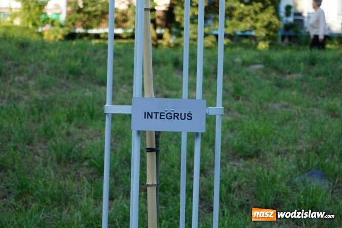 Zdjęcie w galerii na portalu naszwodzislaw.com: Przy drzewkach znajdujących się na Alei Wodzisławskich Dzieciaków umieszczono tabliczki z nazwami    wiadomości z regionu