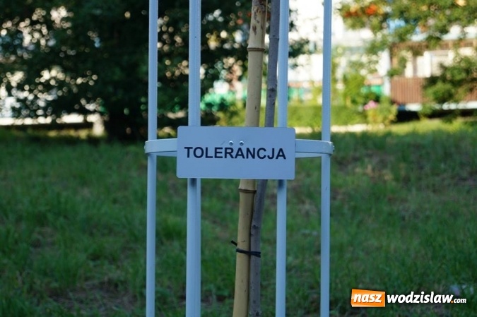 Zdjęcie w galerii na portalu naszwodzislaw.com: Przy drzewkach znajdujących się na Alei Wodzisławskich Dzieciaków umieszczono tabliczki z nazwami    wiadomości z regionu