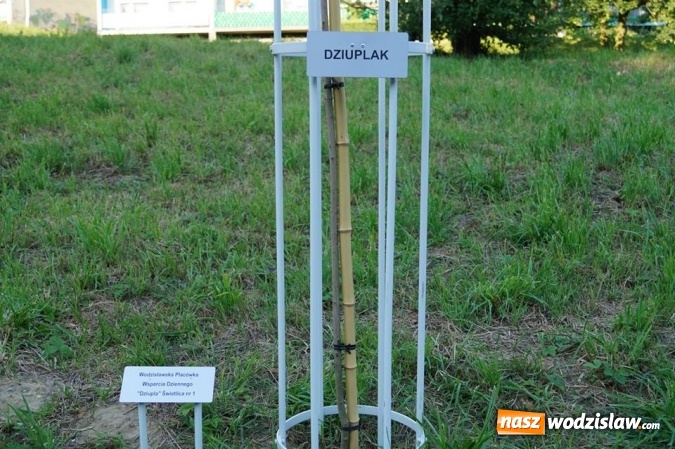Zdjęcie w galerii na portalu naszwodzislaw.com: Przy drzewkach znajdujących się na Alei Wodzisławskich Dzieciaków umieszczono tabliczki z nazwami    wiadomości z regionu