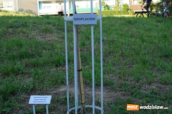 Zdjęcie w galerii na portalu naszwodzislaw.com: Przy drzewkach znajdujących się na Alei Wodzisławskich Dzieciaków umieszczono tabliczki z nazwami    wiadomości z regionu