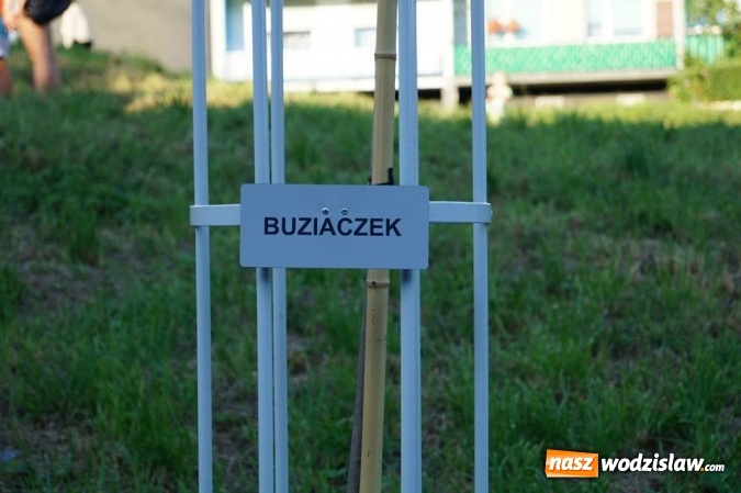 Zdjęcie w galerii na portalu naszwodzislaw.com: Przy drzewkach znajdujących się na Alei Wodzisławskich Dzieciaków umieszczono tabliczki z nazwami    wiadomości z regionu