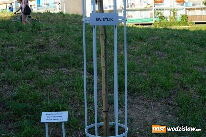 Zdjęcie w galerii na portalu naszwodzislaw.com: Przy drzewkach znajdujących się na Alei Wodzisławskich Dzieciaków umieszczono tabliczki z nazwami    wiadomości z regionu