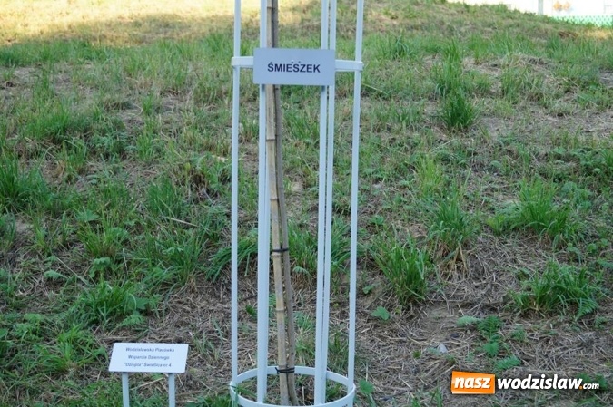 Zdjęcie w galerii na portalu naszwodzislaw.com: Przy drzewkach znajdujących się na Alei Wodzisławskich Dzieciaków umieszczono tabliczki z nazwami    wiadomości z regionu