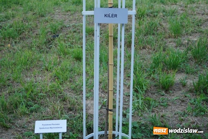 Zdjęcie w galerii na portalu naszwodzislaw.com: Przy drzewkach znajdujących się na Alei Wodzisławskich Dzieciaków umieszczono tabliczki z nazwami    wiadomości z regionu