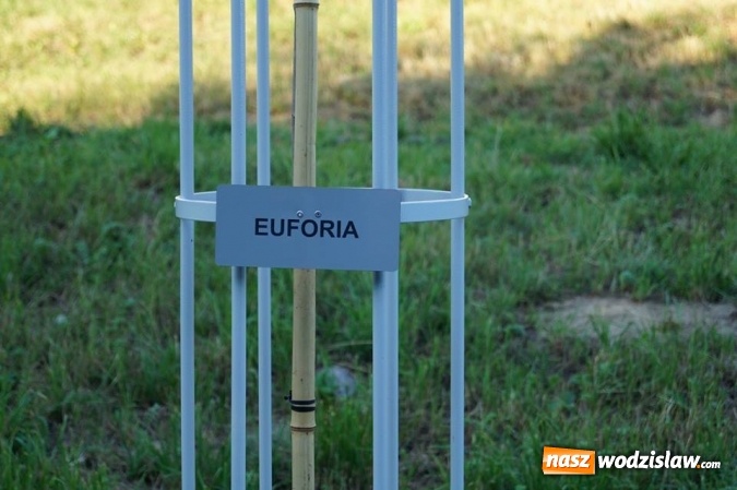 Zdjęcie w galerii na portalu naszwodzislaw.com: Przy drzewkach znajdujących się na Alei Wodzisławskich Dzieciaków umieszczono tabliczki z nazwami    wiadomości z regionu