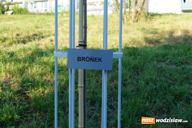 Zdjęcie w galerii na portalu naszwodzislaw.com: Przy drzewkach znajdujących się na Alei Wodzisławskich Dzieciaków umieszczono tabliczki z nazwami    wiadomości z regionu