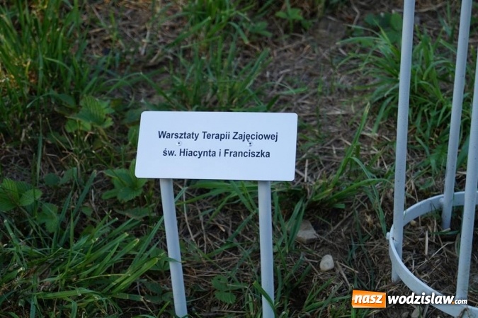 Zdjęcie w galerii na portalu naszwodzislaw.com: Przy drzewkach znajdujących się na Alei Wodzisławskich Dzieciaków umieszczono tabliczki z nazwami    wiadomości z regionu