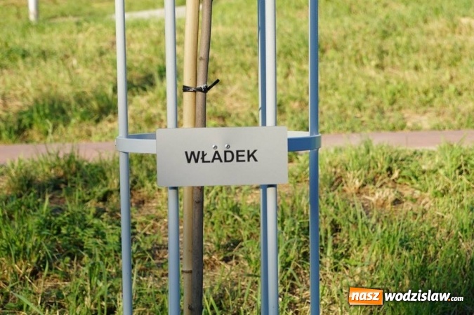 Zdjęcie w galerii na portalu naszwodzislaw.com: Przy drzewkach znajdujących się na Alei Wodzisławskich Dzieciaków umieszczono tabliczki z nazwami    wiadomości z regionu