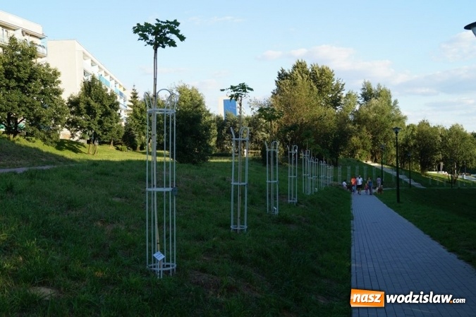 Zdjęcie w galerii na portalu naszwodzislaw.com: Przy drzewkach znajdujących się na Alei Wodzisławskich Dzieciaków umieszczono tabliczki z nazwami    wiadomości z regionu