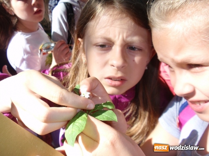Zdjęcie w galerii na portalu naszwodzislaw.com: Wakacyjne warsztaty ekologiczno-przyrodnicze wiadomości z regionu