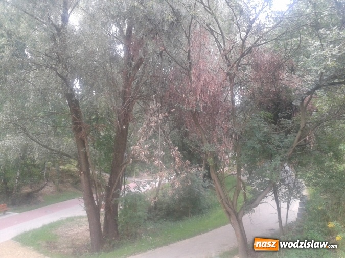 Zdjęcie w galerii na portalu naszwodzislaw.com: List do redakcji: Nikt nie zainteresował się usunięciem zagrożenia na terenie Rodzinnego Parku Rozrywki! wiadomości z regionu