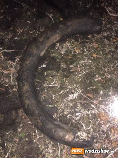 Zdjęcie w galerii na portalu naszwodzislaw.com: W Zawadzie znaleziono cios mamuta sprzed 12 tys. lat! Czy mamy do czynienia z największym odkryciem archeologicznym w Wodzisławiu? wiadomości z regionu