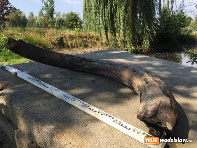 Zdjęcie w galerii na portalu naszwodzislaw.com: W Zawadzie znaleziono cios mamuta sprzed 12 tys. lat! Czy mamy do czynienia z największym odkryciem archeologicznym w Wodzisławiu? wiadomości z regionu