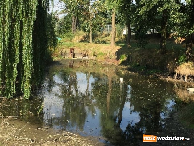 Zdjęcie w galerii na portalu naszwodzislaw.com: W Zawadzie znaleziono cios mamuta sprzed 12 tys. lat! Czy mamy do czynienia z największym odkryciem archeologicznym w Wodzisławiu? wiadomości z regionu