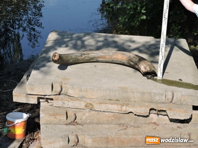 Zdjęcie w galerii na portalu naszwodzislaw.com: W Zawadzie znaleziono cios mamuta sprzed 12 tys. lat! Czy mamy do czynienia z największym odkryciem archeologicznym w Wodzisławiu? wiadomości z regionu