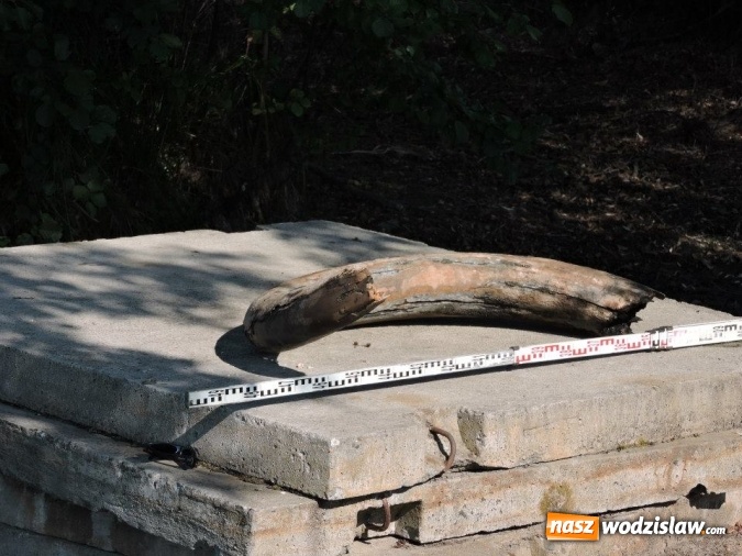 Zdjęcie w galerii na portalu naszwodzislaw.com: W Zawadzie znaleziono cios mamuta sprzed 12 tys. lat! Czy mamy do czynienia z największym odkryciem archeologicznym w Wodzisławiu? wiadomości z regionu