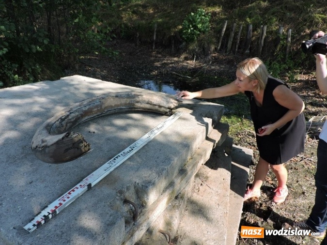 Zdjęcie w galerii na portalu naszwodzislaw.com: W Zawadzie znaleziono cios mamuta sprzed 12 tys. lat! Czy mamy do czynienia z największym odkryciem archeologicznym w Wodzisławiu? wiadomości z regionu