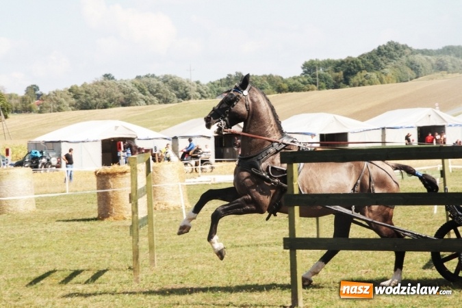 Zdjęcie w galerii na portalu naszwodzislaw.com: W Gorzycach odbywają się drugie Amatorskie Zawody w Powożeniu Zaprzęgami Konnymi wiadomości z regionu