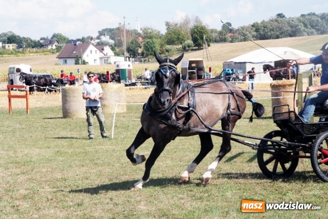 Zdjęcie w galerii na portalu naszwodzislaw.com: W Gorzycach odbywają się drugie Amatorskie Zawody w Powożeniu Zaprzęgami Konnymi wiadomości z regionu