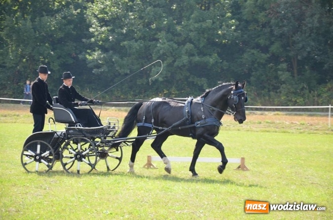 Zdjęcie w galerii na portalu naszwodzislaw.com: Widowiskowe zawody w powożeniu zaprzęgami konnymi za nami wiadomości z regionu